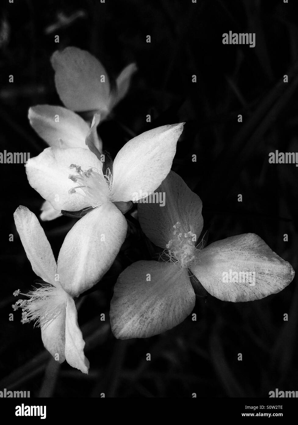 Bianco Spiderwort Virginia, Tradescantia virginiania, in bianco e nero Foto Stock