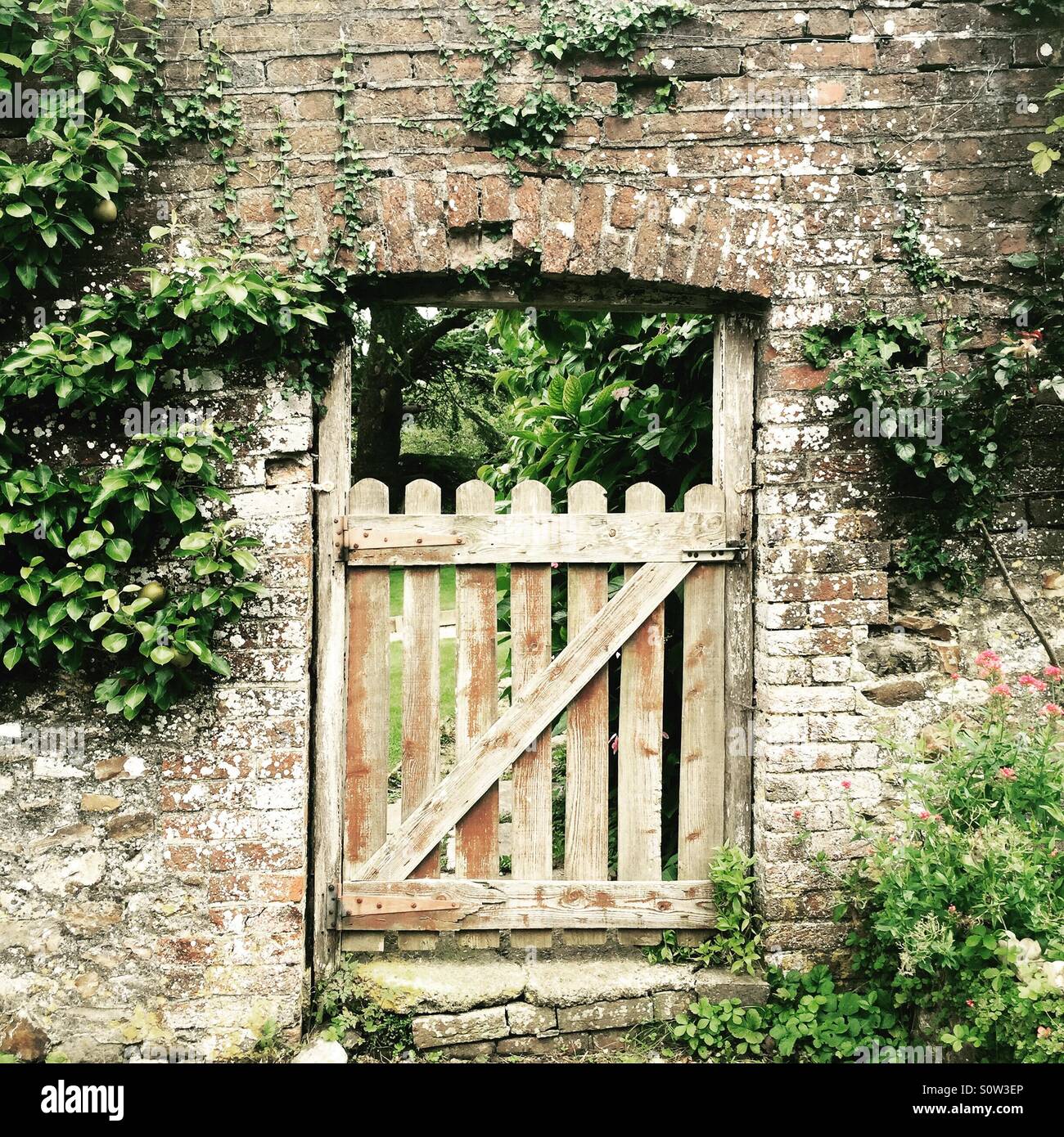 Cancello rustico in una parete circondata da ivy in una casa di campagna inglese in Devon Foto Stock