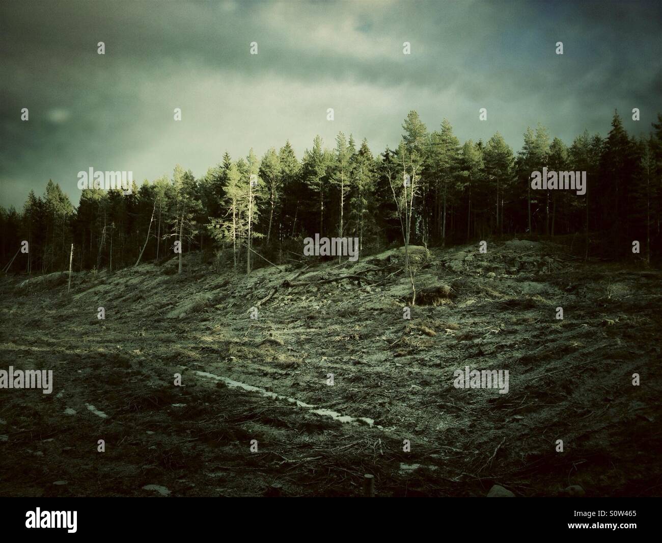 La deforestazione in Svezia Foto Stock