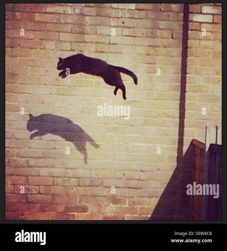 Gatto nero di salto e proietta la sua ombra su un muro di mattoni Foto Stock
