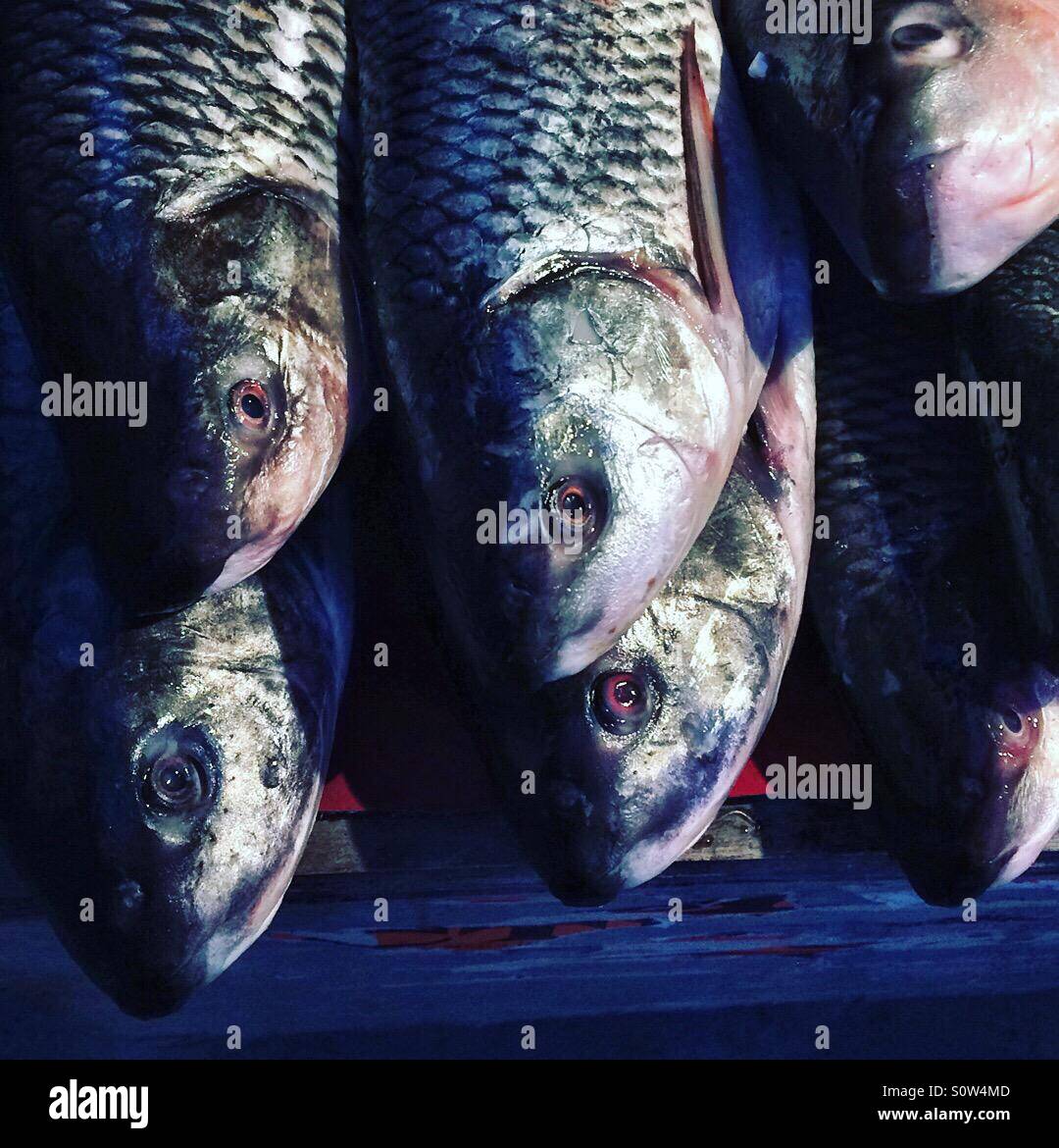 Primo piano di pesci Foto Stock