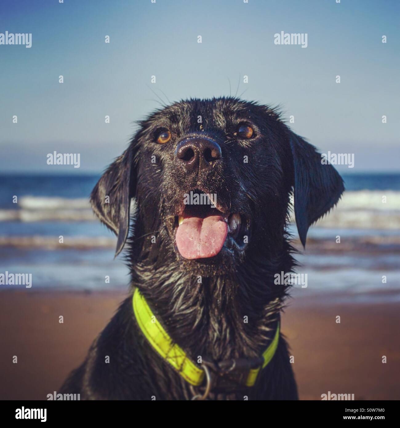 Carino il labrador nero seduto sulla spiaggia Foto Stock
