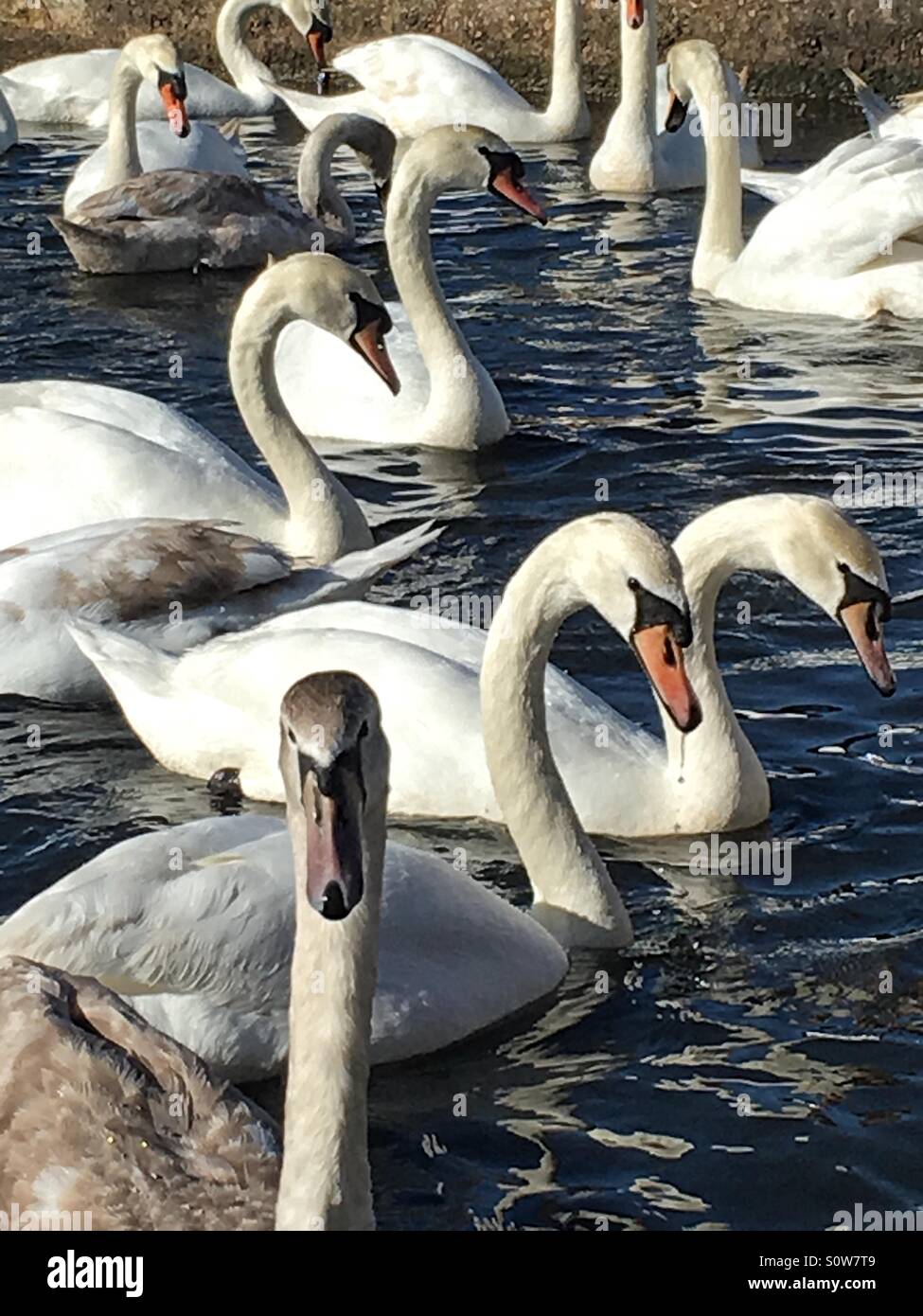 Grande gruppo di cigni raccogliere sul lago Foto Stock