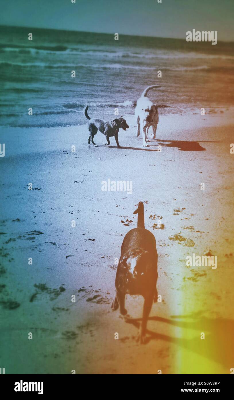 Tre cani giocando sulla spiaggia - Immagine stock catturata con smartphone