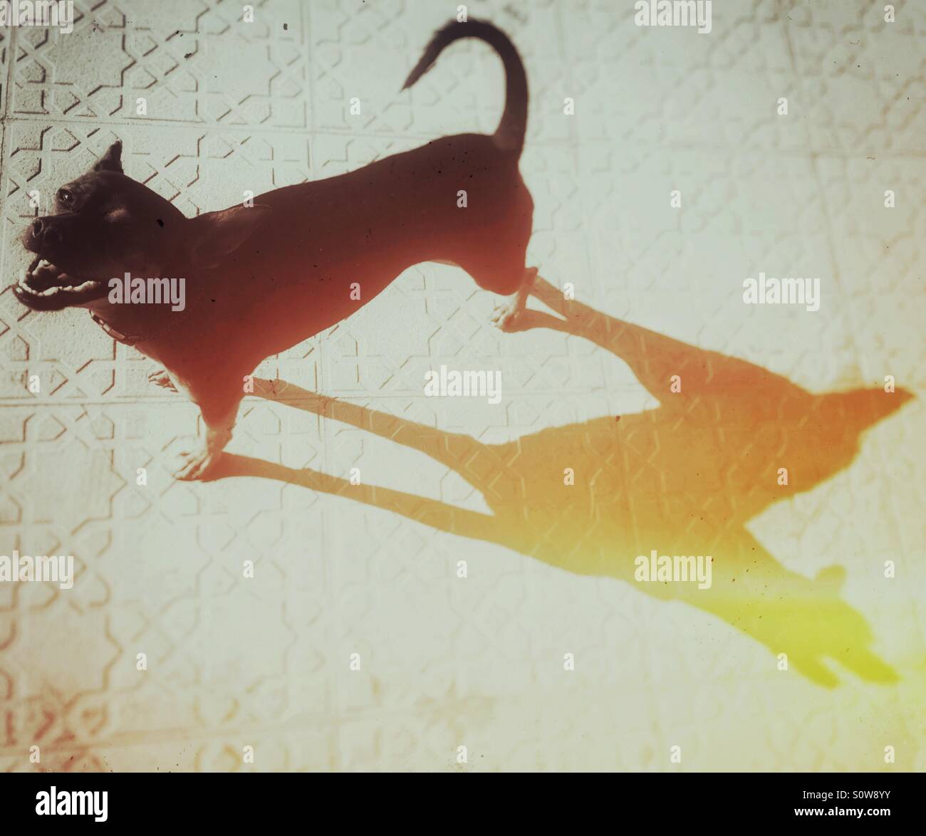 Cane guardando in alto e in ombra - Immagine stock catturata con smartphone