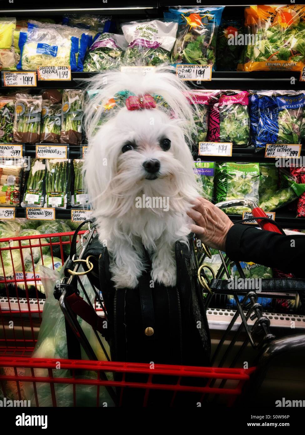 Simpatico cane Maltese va a fare la spesa al Trader Joes con il suo proprietario nel sud della California USA - Immagine stock catturata con smartphone
