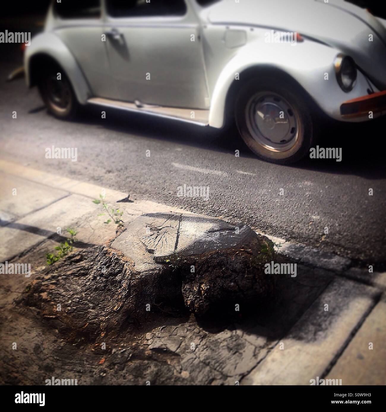 Un maggiolino auto passa un albero tagliato nella Colonia Roma, Città del Messico, Messico - Immagine stock catturata con smartphone