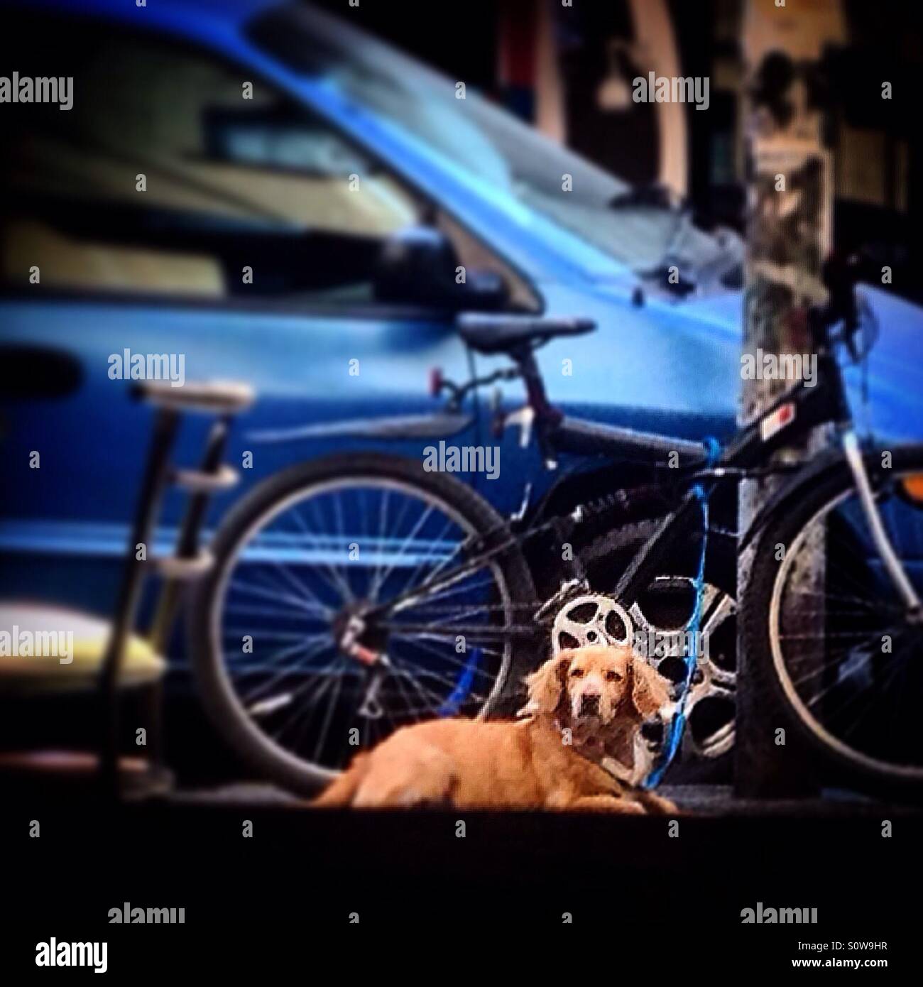 Un cane dimenticato e legato al di fuori di un Coffee Shop in Colonia Roma, Città del Messico, Messico - Immagine stock catturata con smartphone