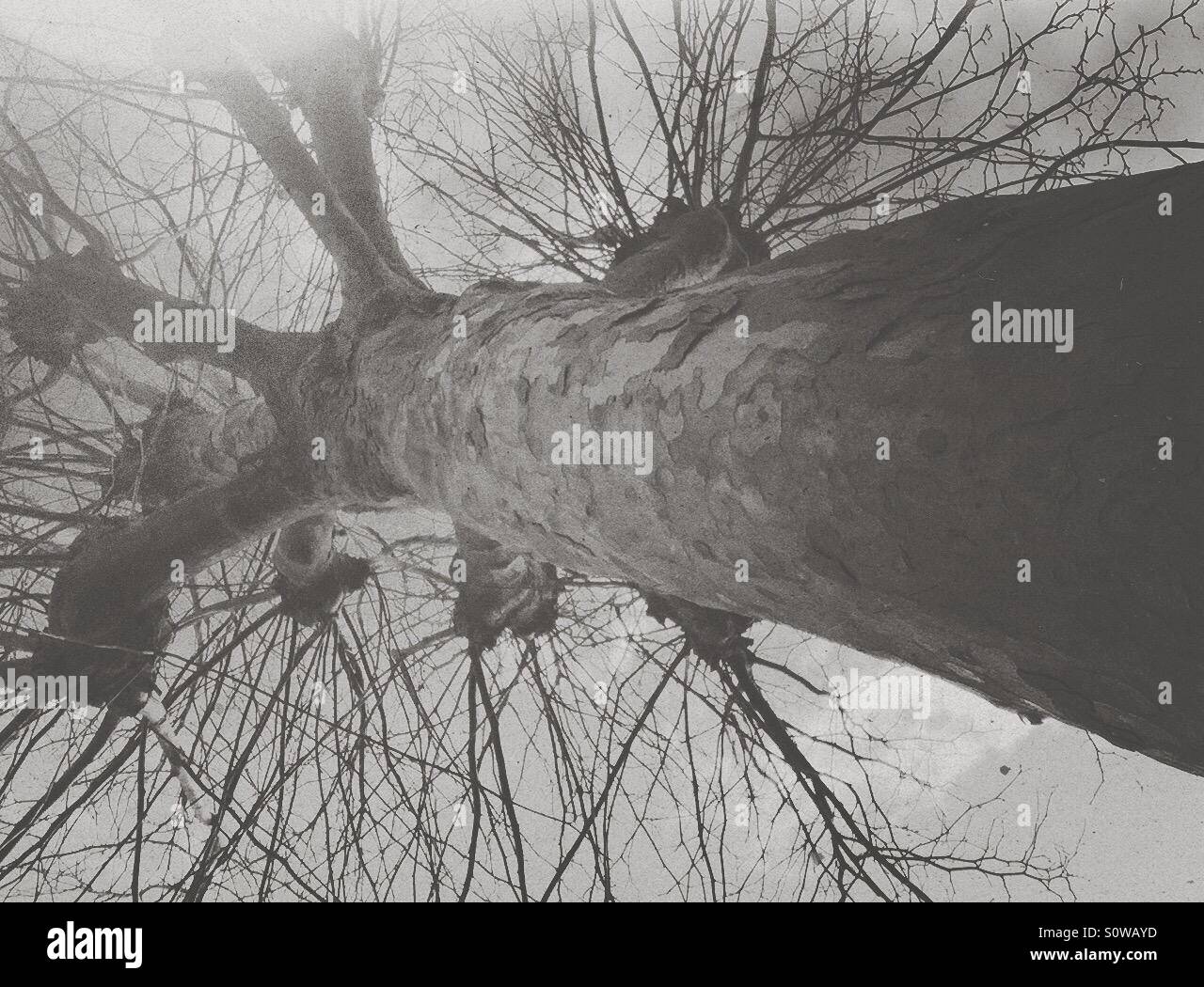 Tronco di albero con rami spinoso Foto Stock