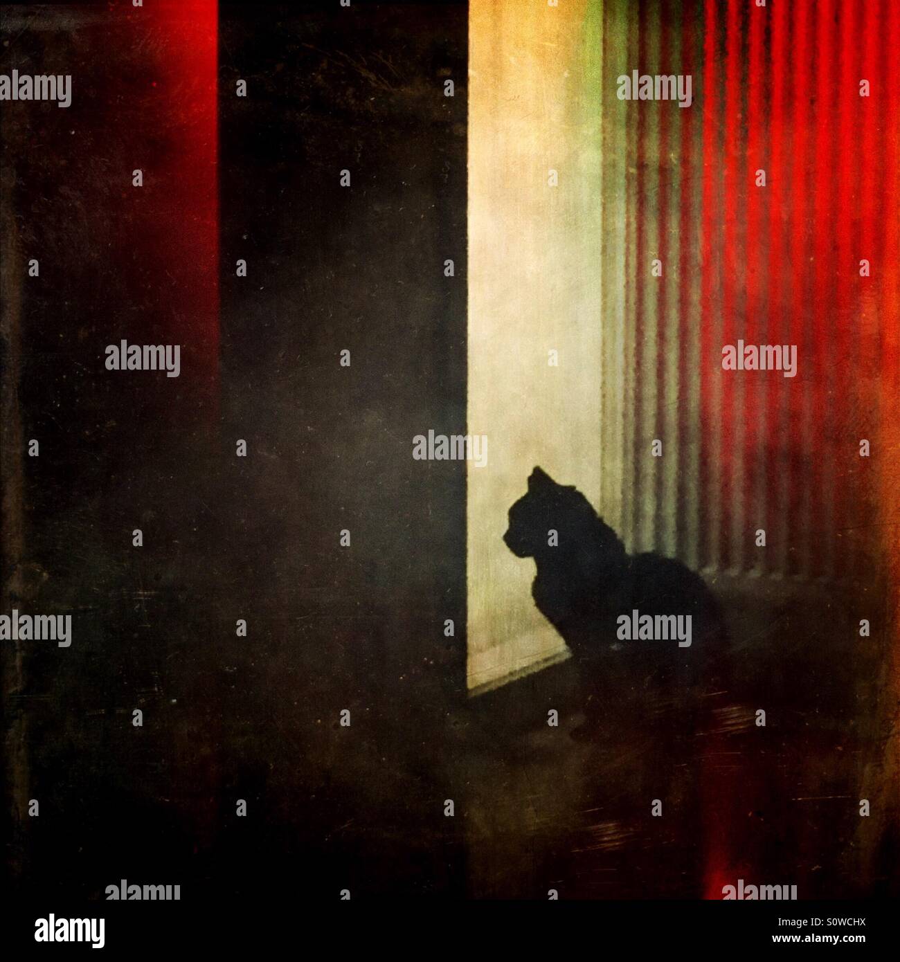 Lonely gatto nero in attesa a un finestrino di portiera Foto Stock