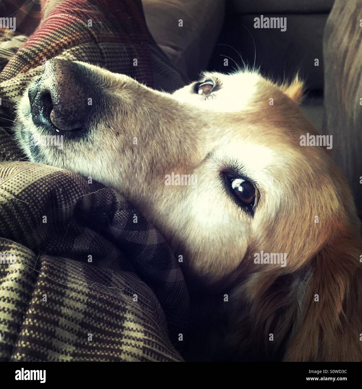 Il Golden Retriever appoggiato la testa sul lettino Foto Stock