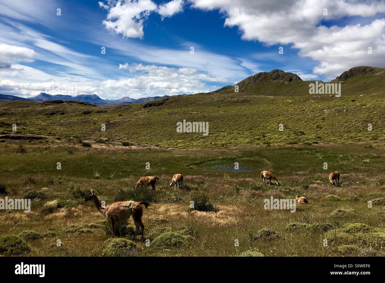 Un gruppo fo lhama nel Parco Nazionale Torres del Paine il Jan 09, 2016. Foto Rodrigo Baleia Foto Stock