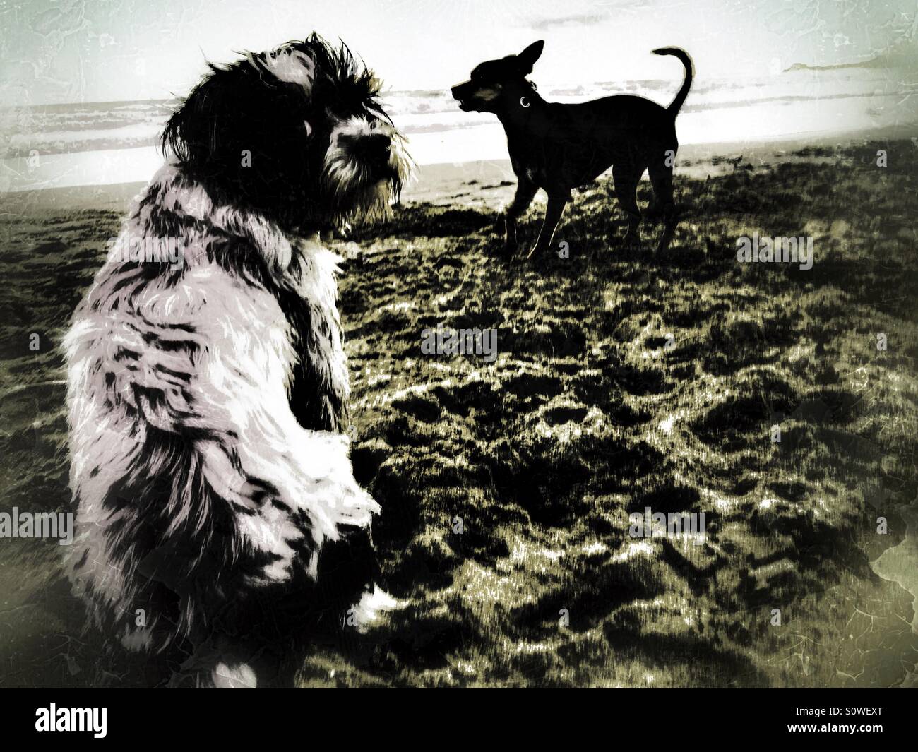 Due cani giocando sulla spiaggia - Immagine stock catturata con smartphone
