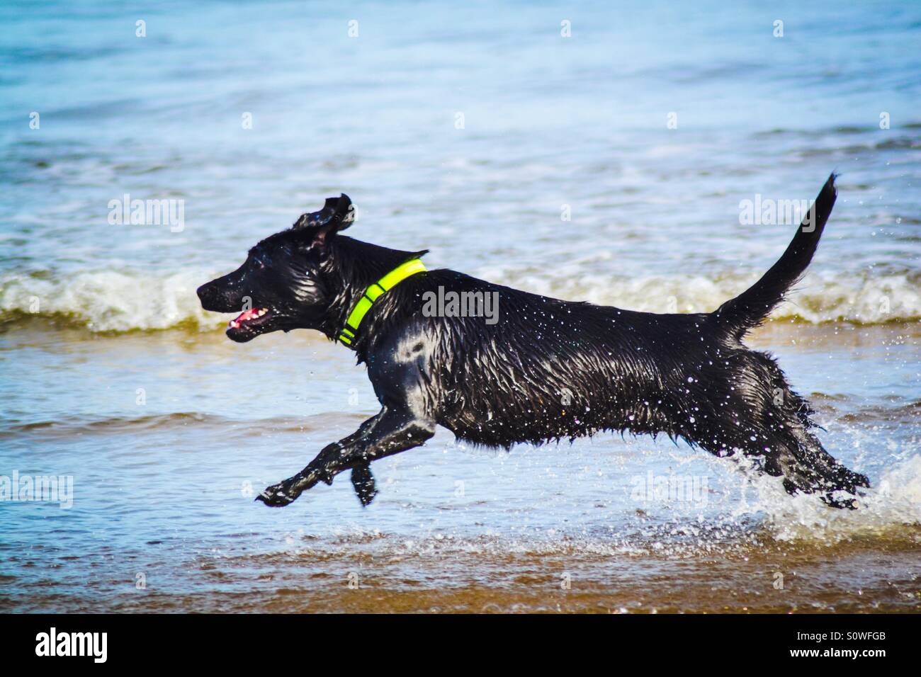 Il Labrador nero cane che corre attraverso le onde dello oceano - Immagine stock catturata con smartphone
