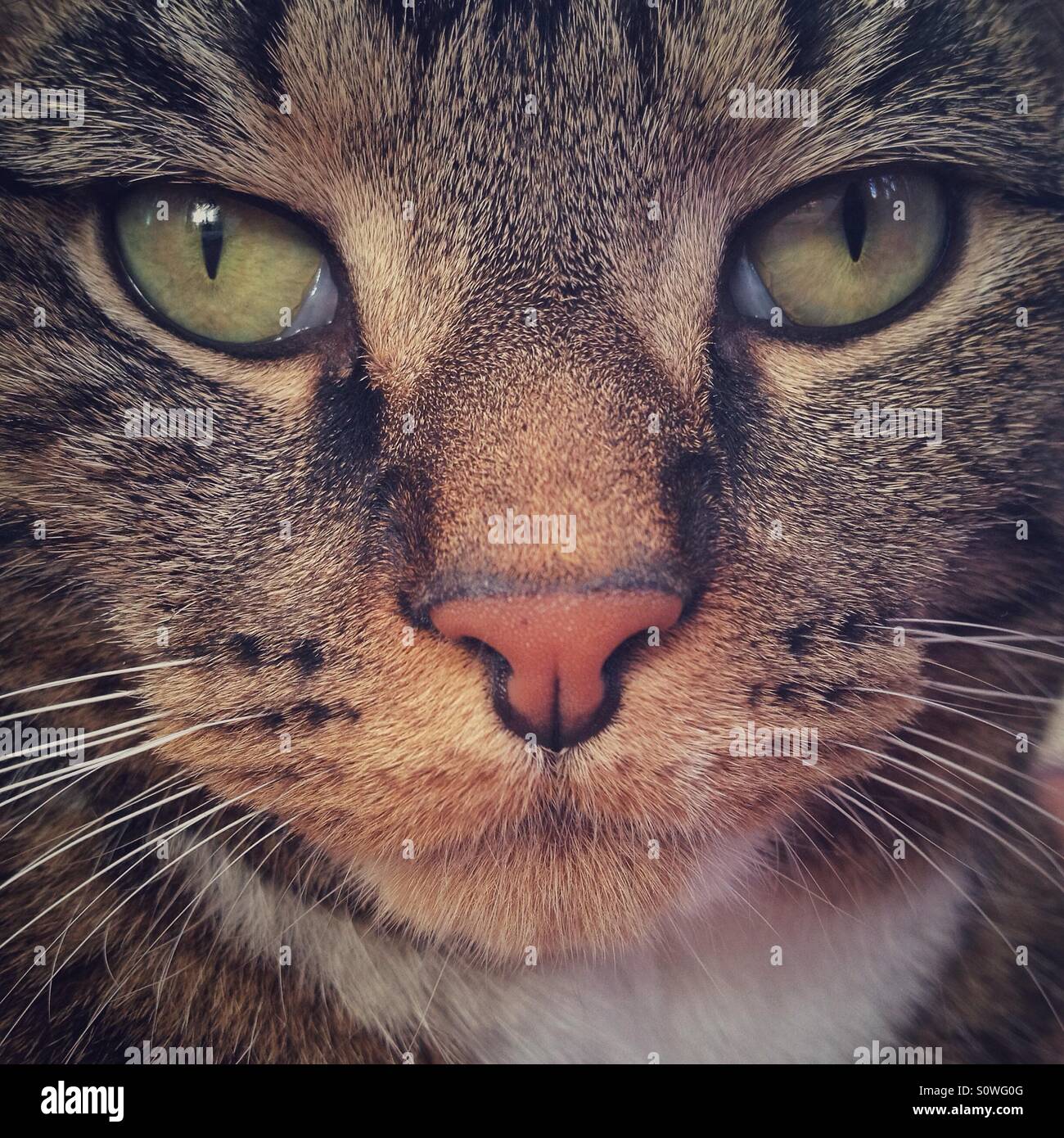 Tabby cat ritratto. Foto Stock