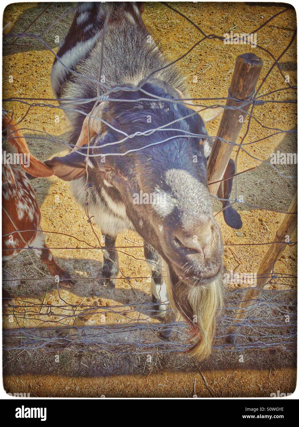 Capra con barba. Foto Stock
