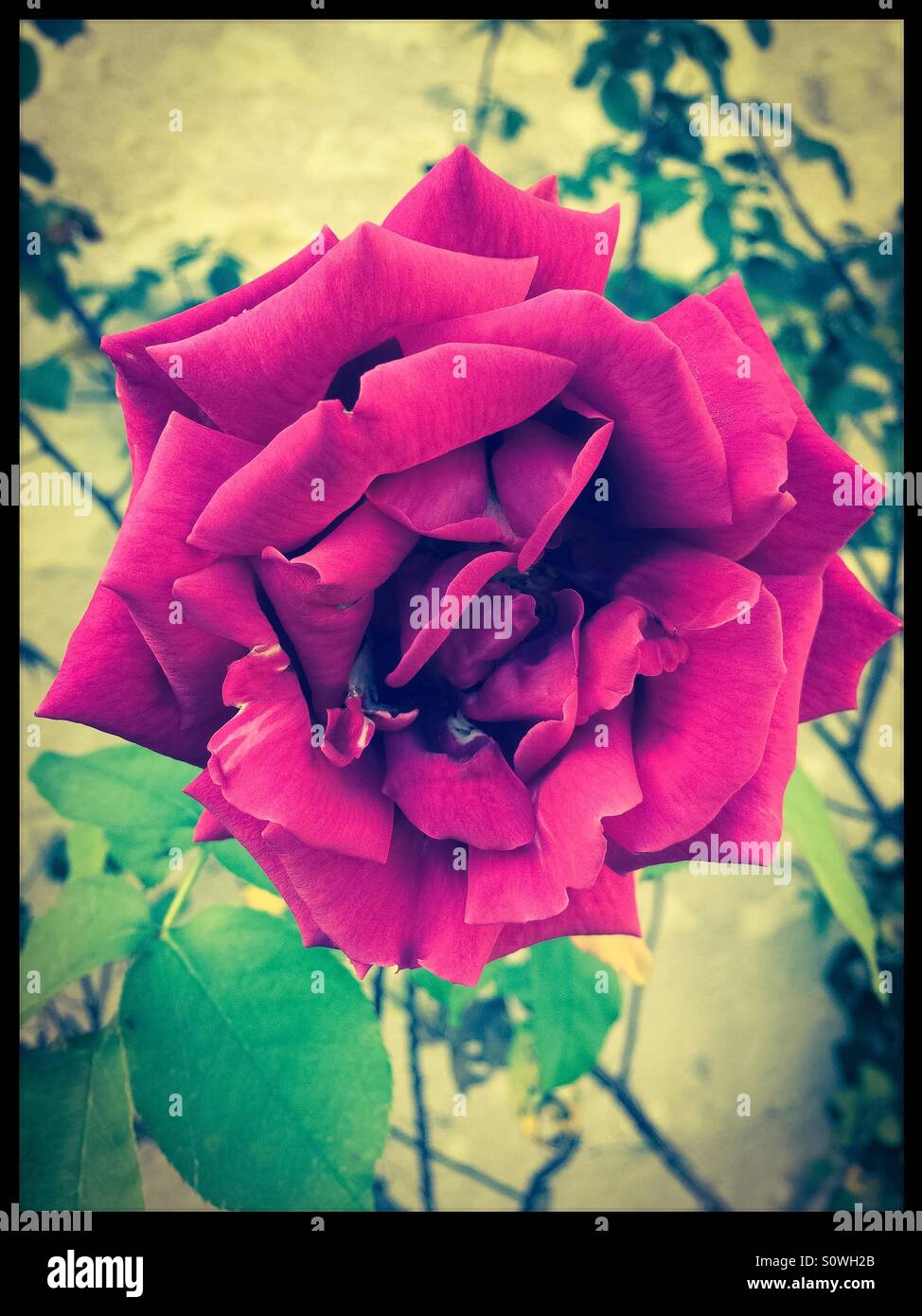Rosa rossa Foto Stock