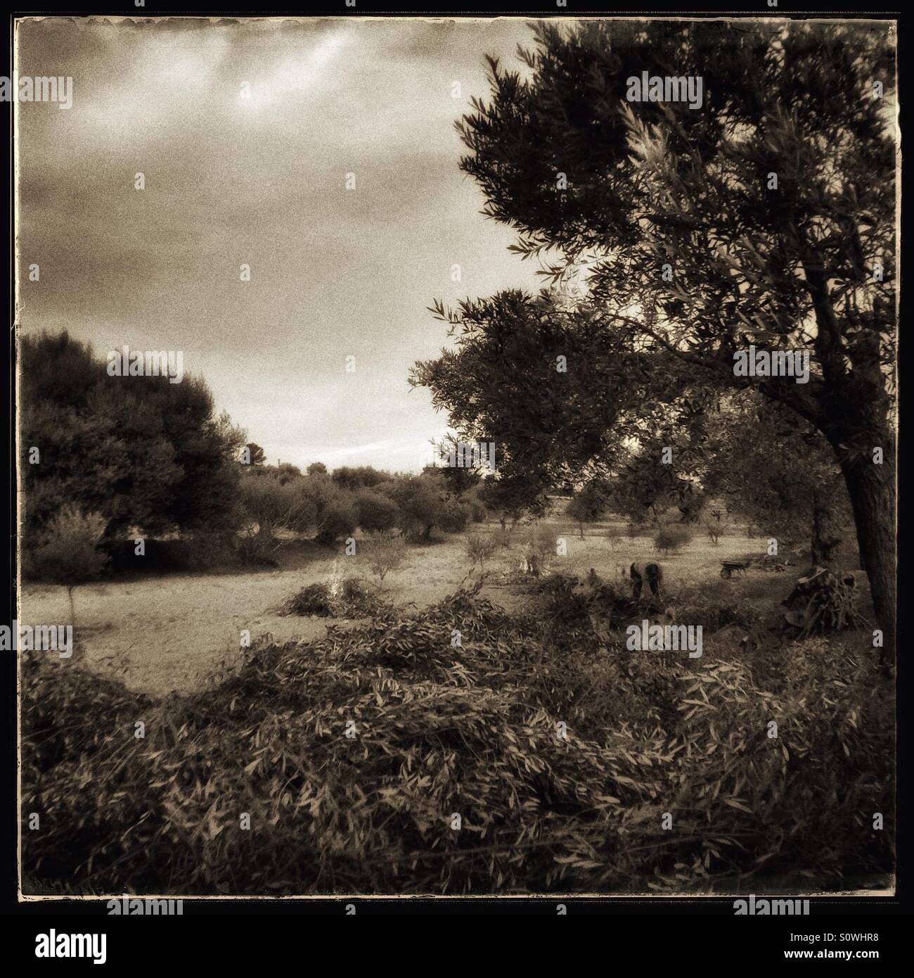 Il lavoro stagionale avviene su una farm di oliva, Catalogna, Spagna. - Immagine stock catturata con smartphone