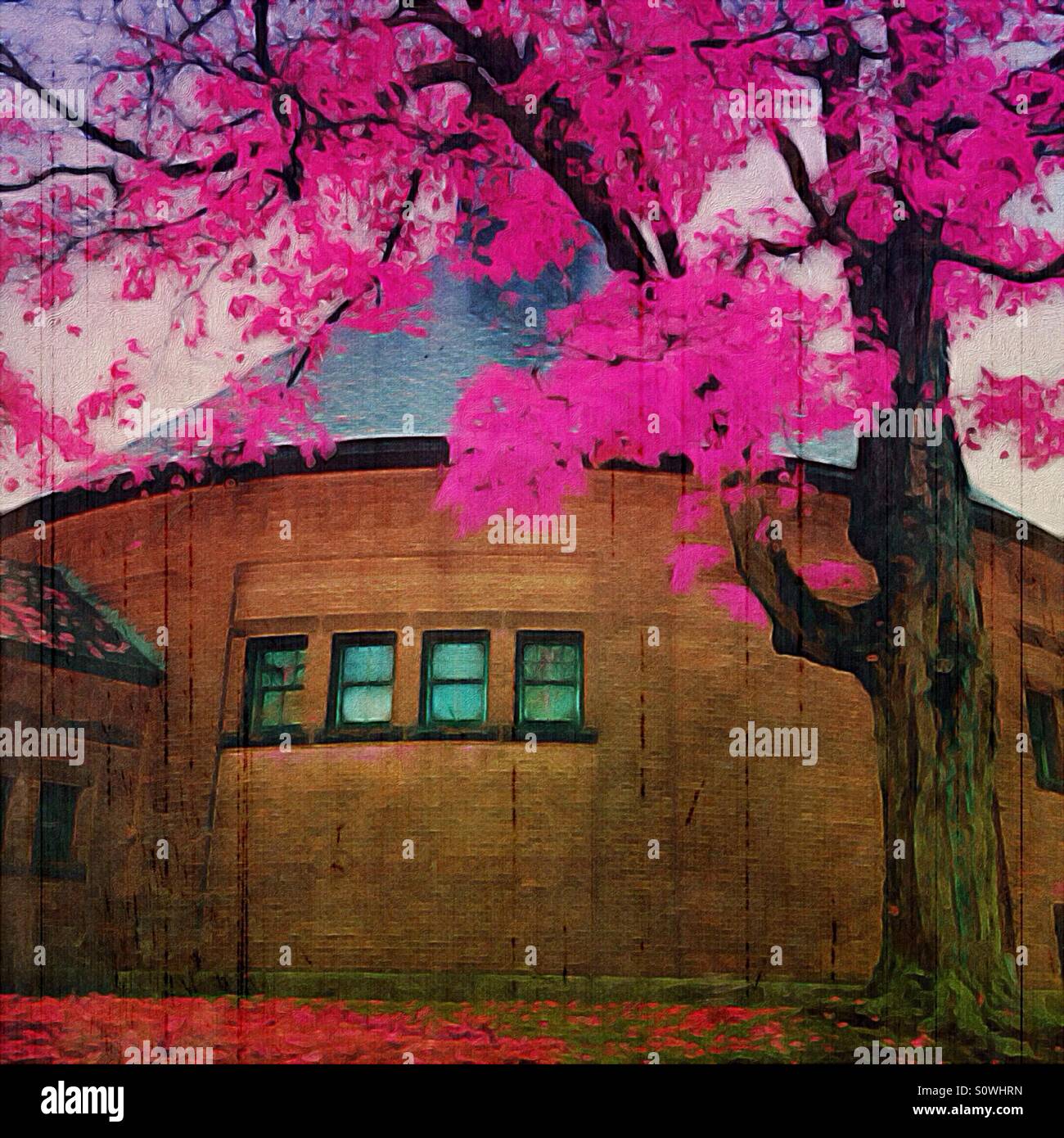 Edificio rotondo con Rosa albero fioritura Foto Stock