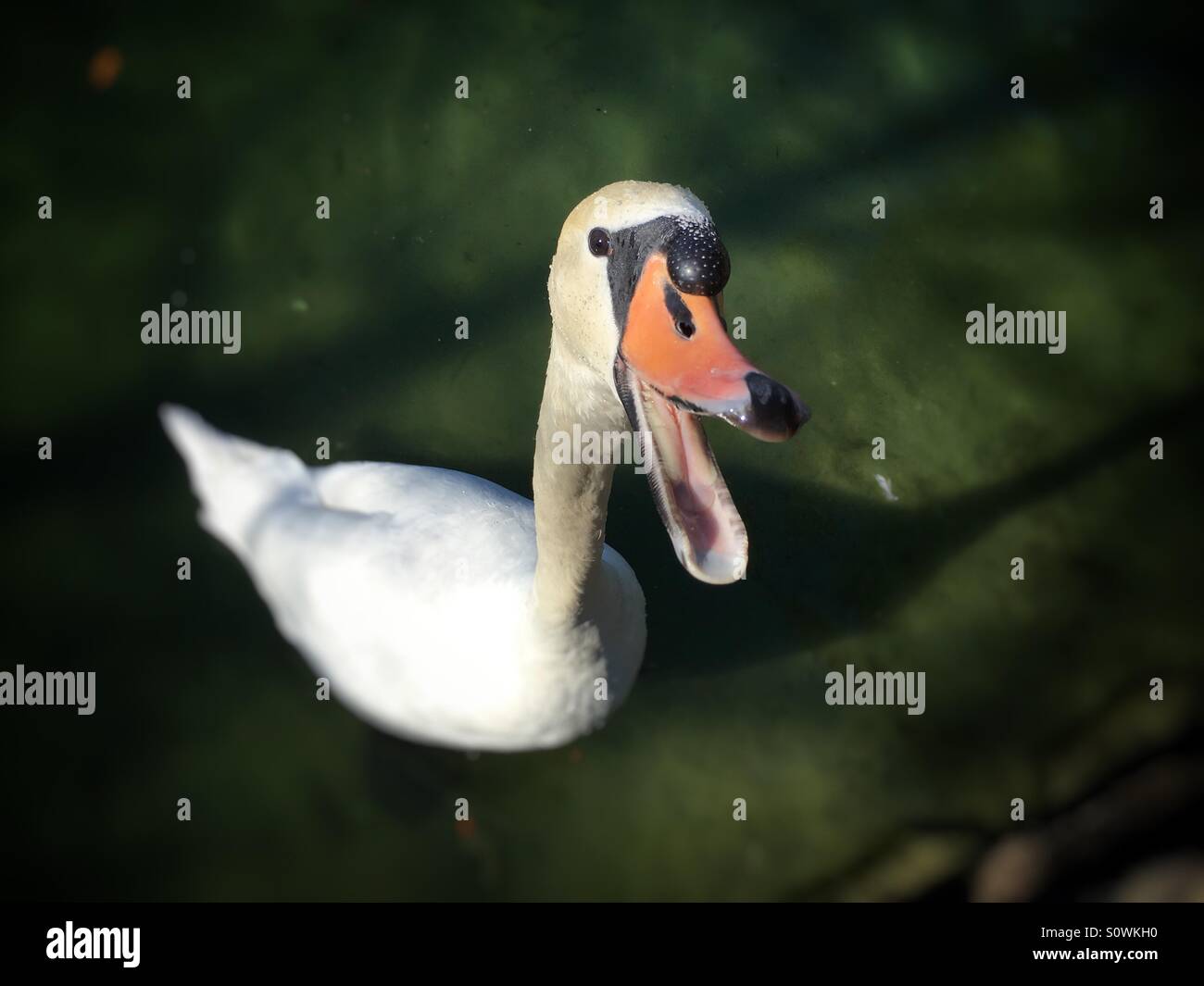 Il White Swan con il suo becco aperto Foto Stock
