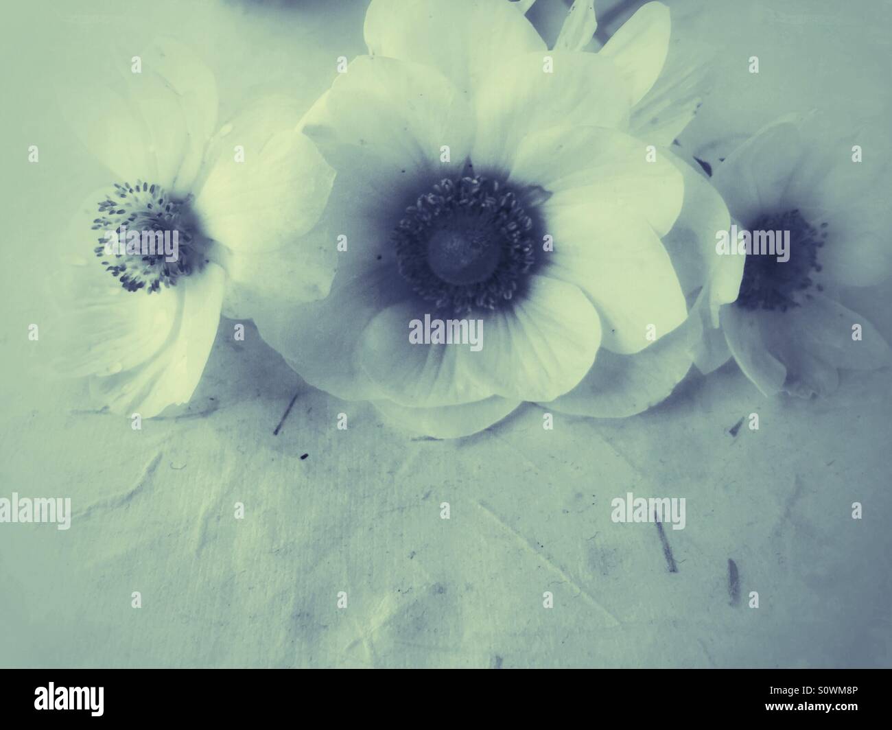 Anemoni bianchi con spazio di copia - Immagine stock catturata con smartphone