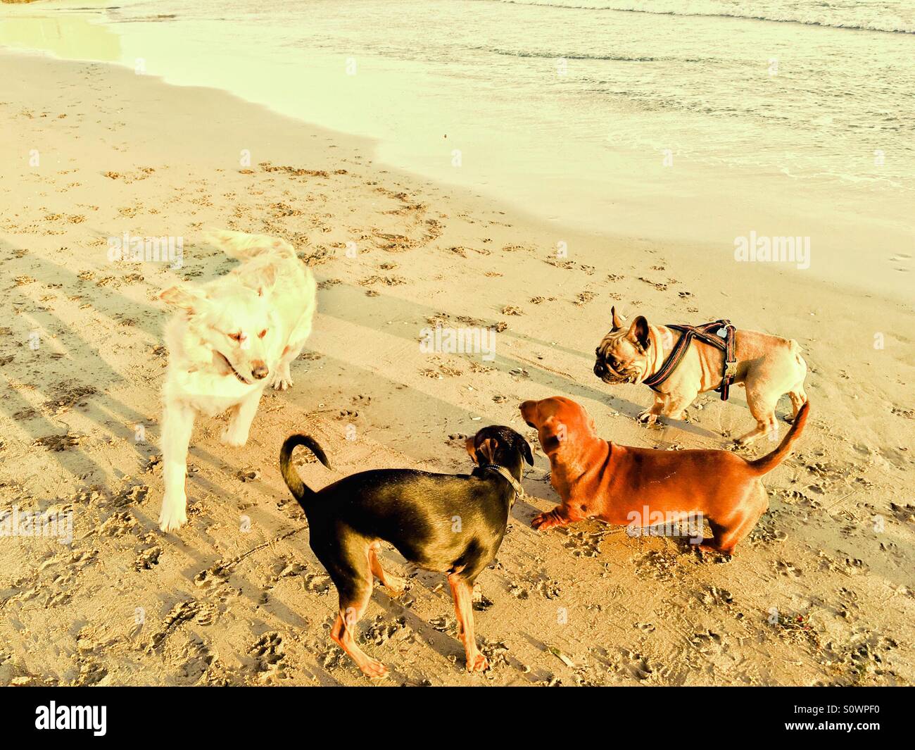 Quattro cani giocando sulla spiaggia - Immagine stock catturata con smartphone