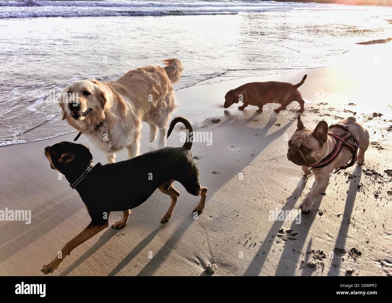 Gruppo di cani giocando sulla spiaggia - Immagine stock catturata con smartphone