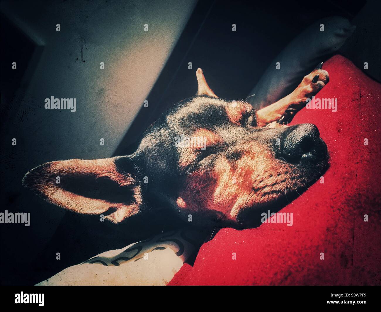 Lazy Dog godendo la luce solare - Immagine stock catturata con smartphone