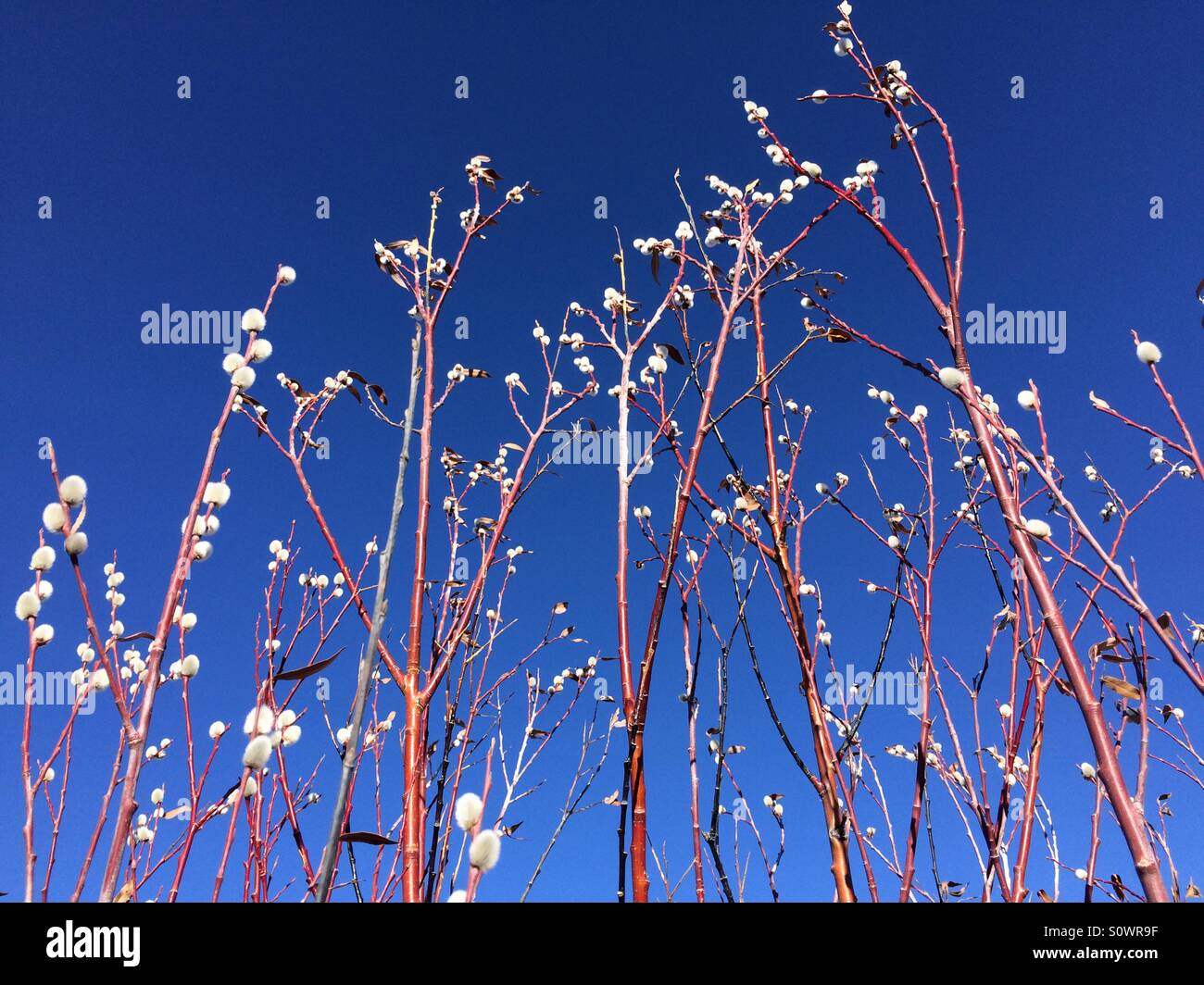 Germogliando i rami degli alberi contro il cielo blu Foto Stock