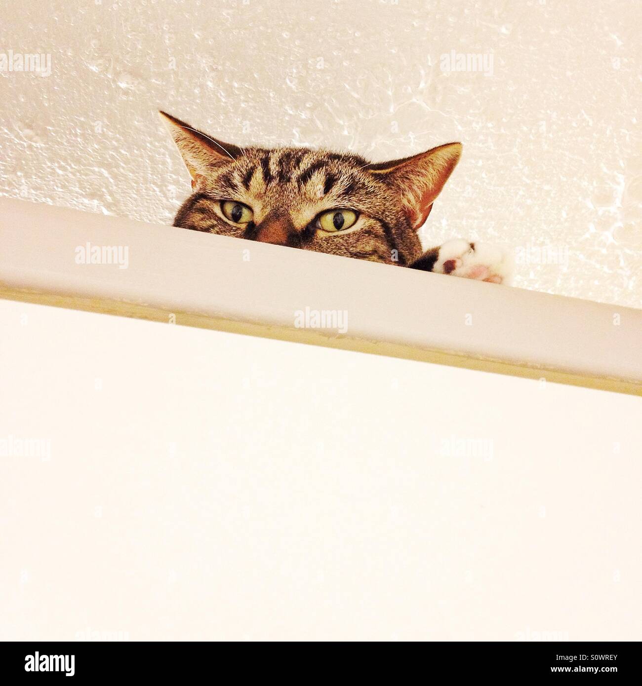 Gatto in un armadio. - Immagine stock catturata con smartphone