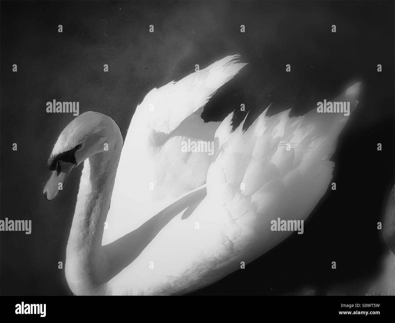 Swan con ali stese - Immagine stock catturata con smartphone