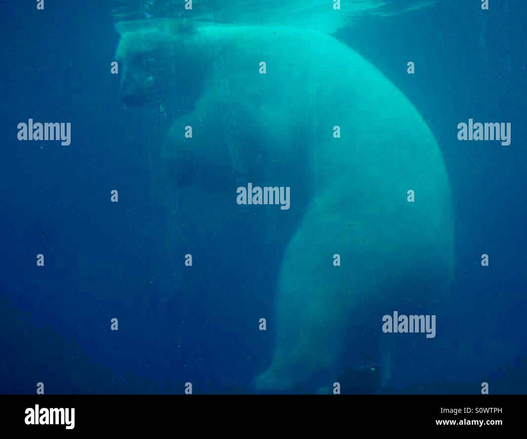 Orso Polare Che Nuota Sott'acqua E Guarda Attraverso La Finestra Stock