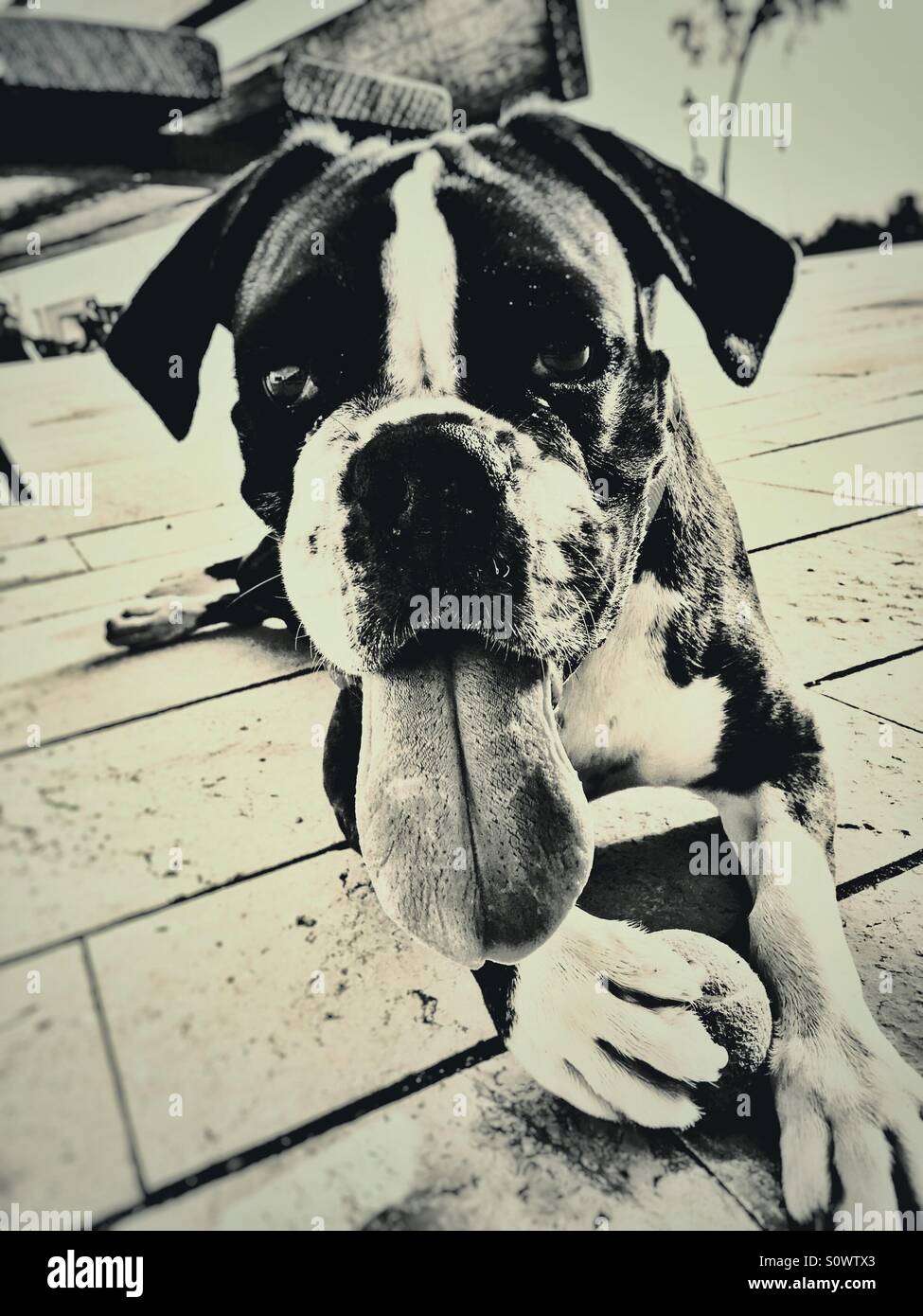 Cane Boxer protegge la sua palla con un impegnativo guardare negli occhi - Immagine stock catturata con smartphone