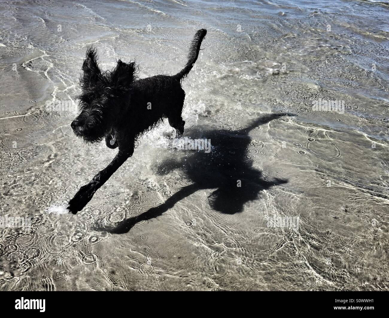 Gigante CUCCIOLO SCHNAUZER giocando sulla spiaggia Foto Stock