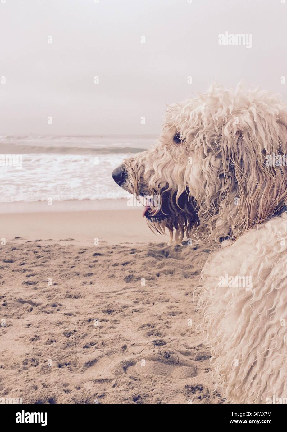 Un wet labradoodle cane si siede sulla spiaggia. Huntington Beach, California USA. Foto Stock