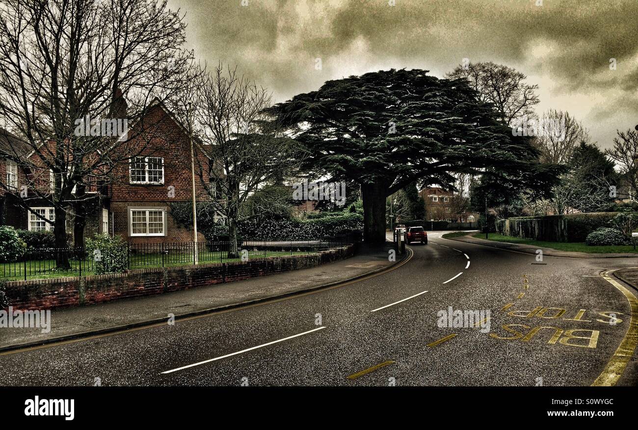 Foto drammatica di una strada e un albero Foto Stock