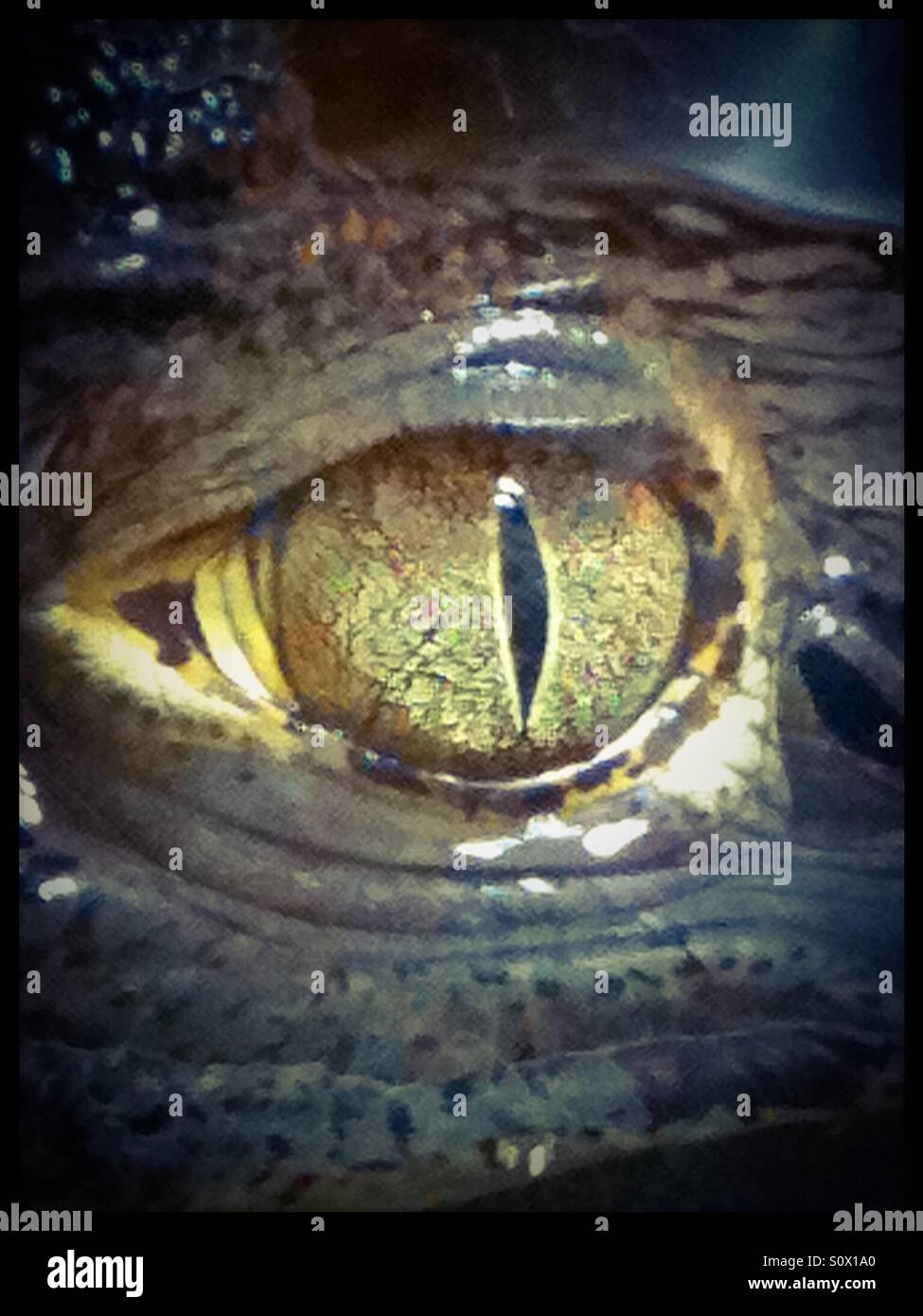 Occhio del coccodrillo Foto Stock