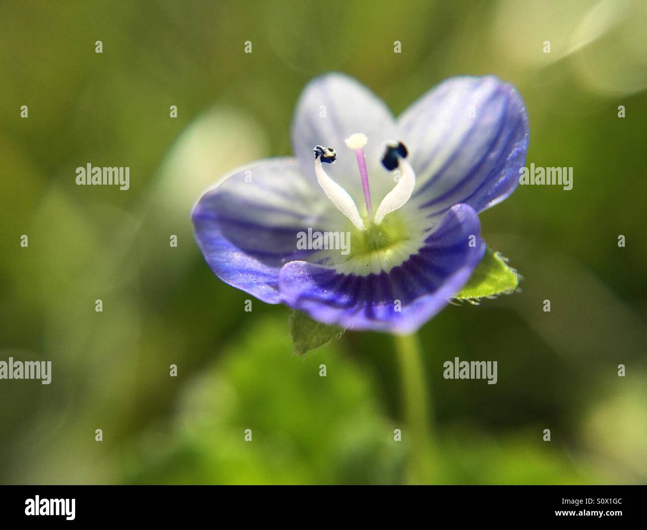 Speedwell aka Veronica, close up - Immagine stock catturata con smartphone