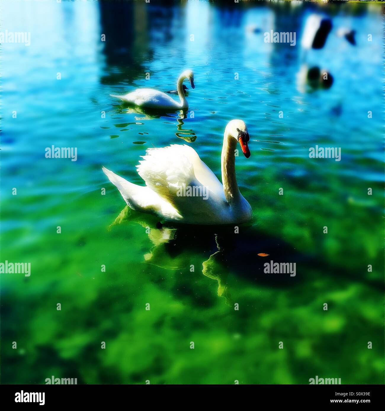 Lago dei cigni Foto Stock