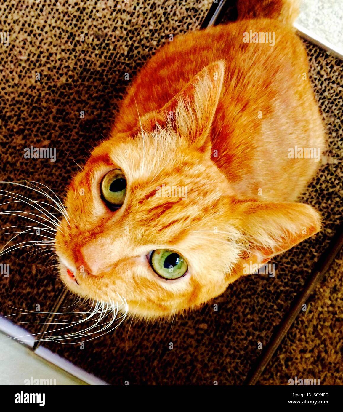 Gatto arancione con occhi verdi Foto Stock