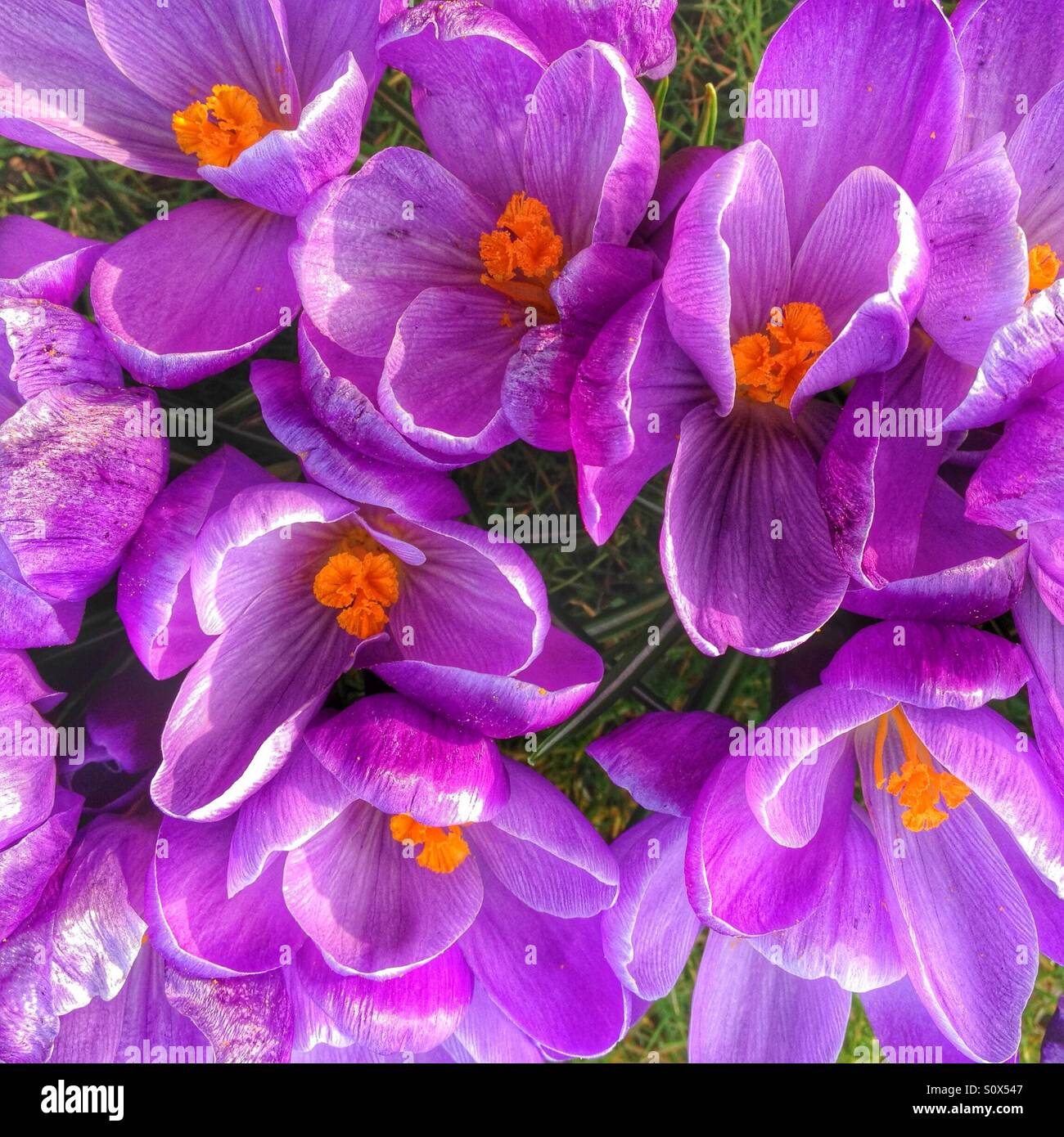 Guardando verso il basso sulla crochi - Immagine stock catturata con smartphone