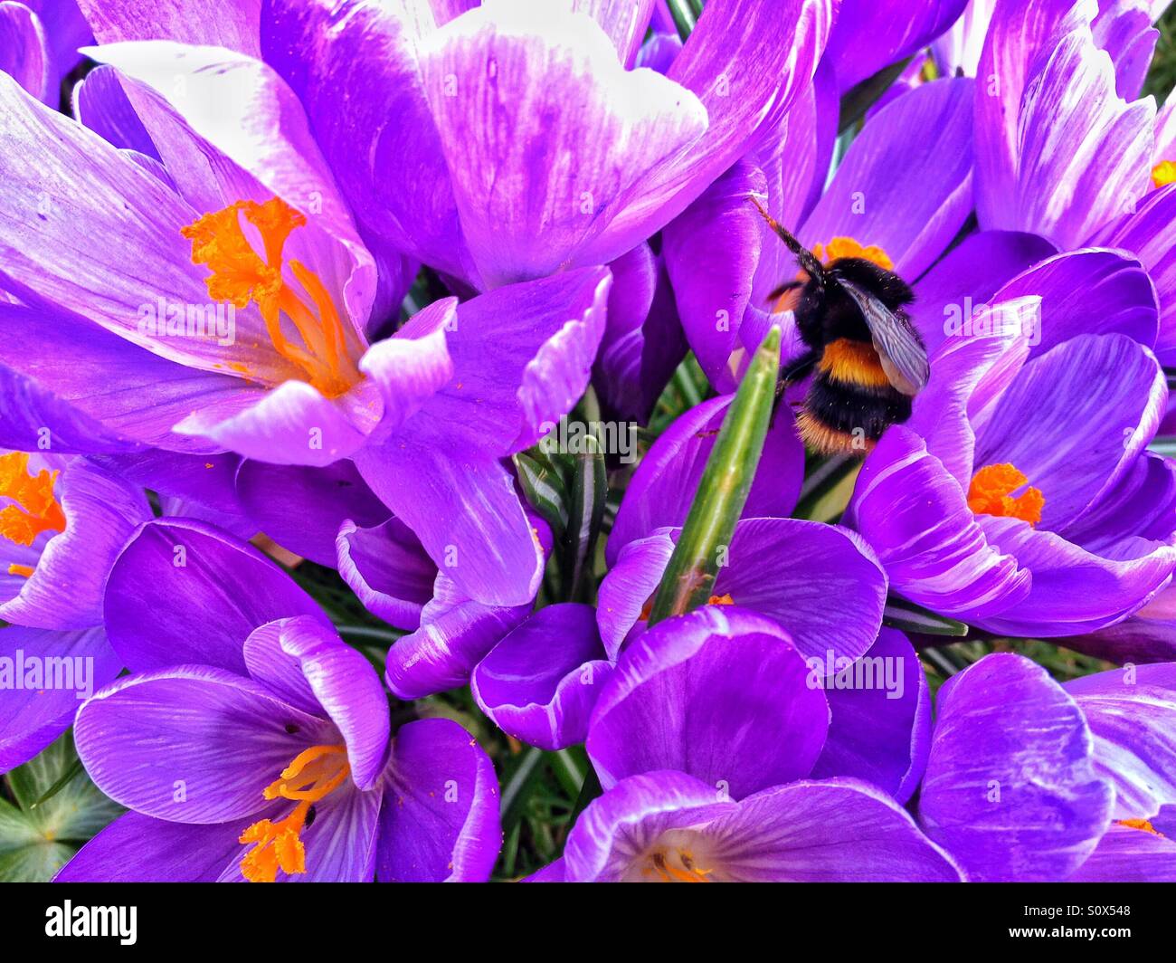 Bumble Bee alimentarsi di crochi - Immagine stock catturata con smartphone