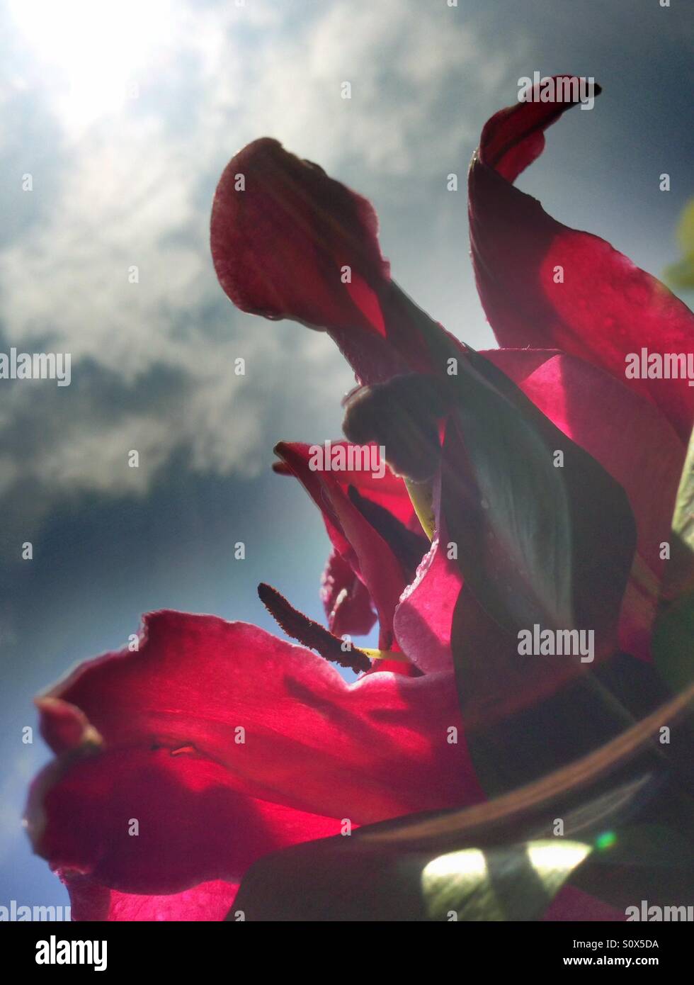 Iris e cielo blu - Immagine stock catturata con smartphone