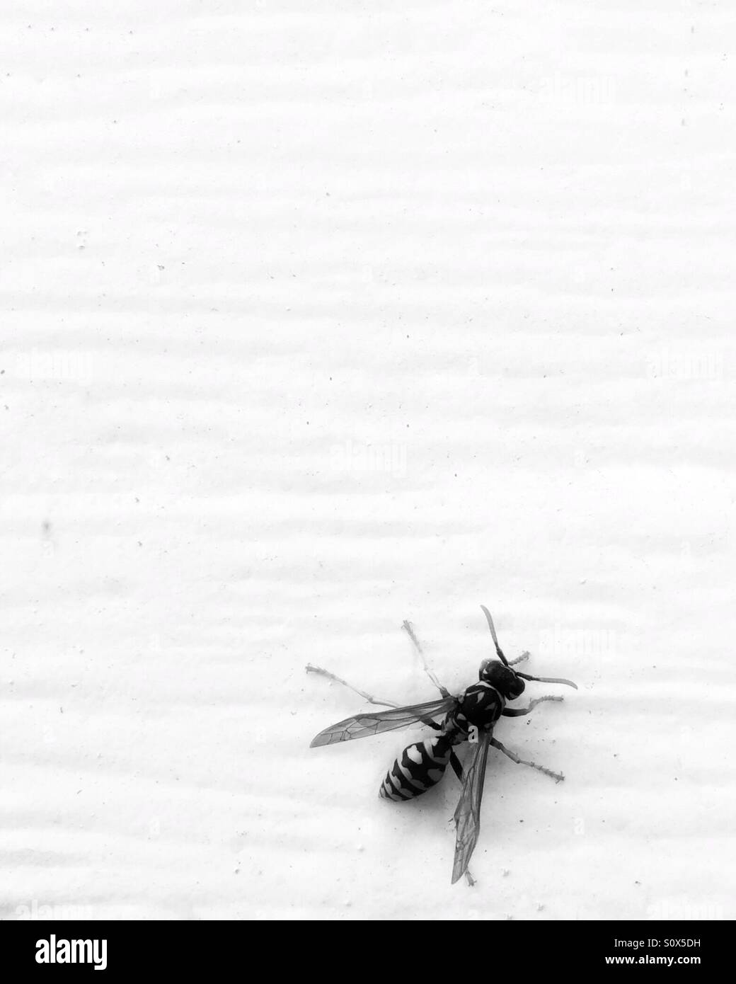 WASP su una tavola di legno - Immagine stock catturata con smartphone