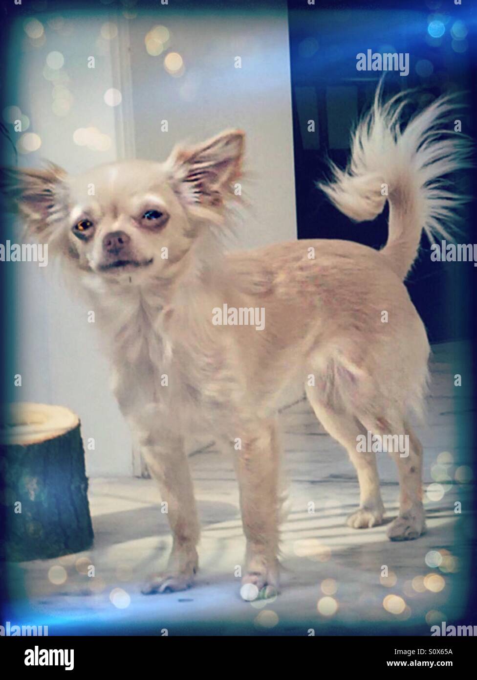 Chihuahua numero due...!!! - Immagine stock catturata con smartphone