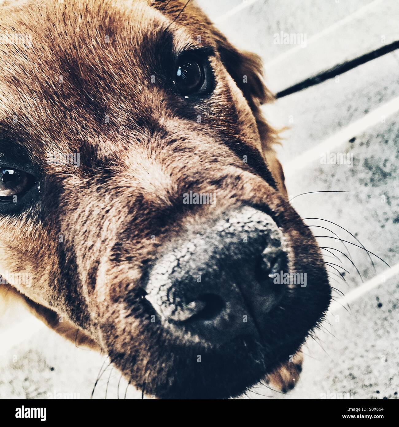 6 mese fa Labrador chow cucciolo Foto Stock