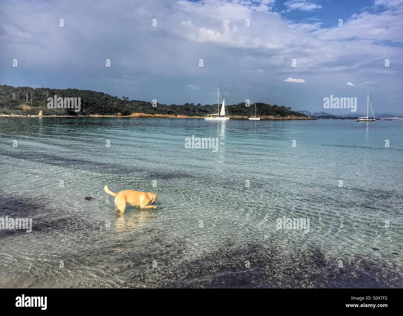 Cane in mare Porquerolles Francia - Immagine stock catturata con smartphone