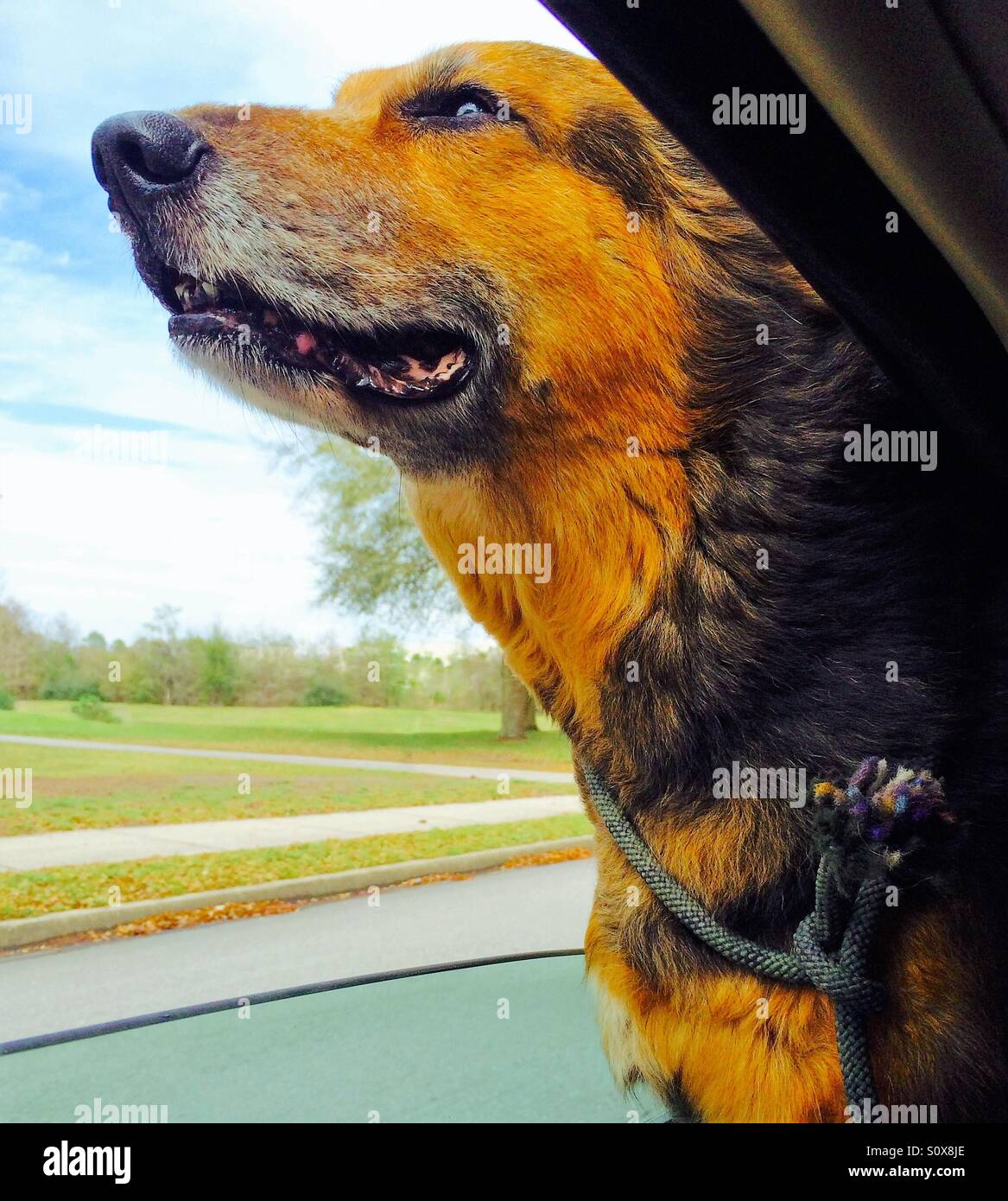 Cane con la testa fuori la macchina e annusando la brezza. - Immagine stock catturata con smartphone