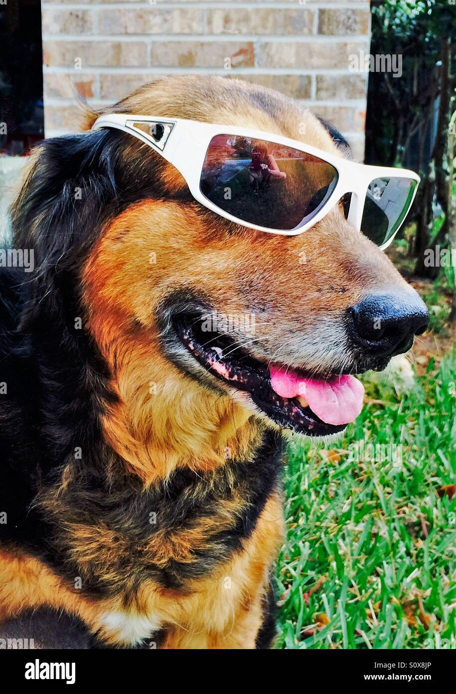 Cane indossando occhiali da sole con il fotografo reflection è visibile nei bicchieri - Immagine stock catturata con smartphone