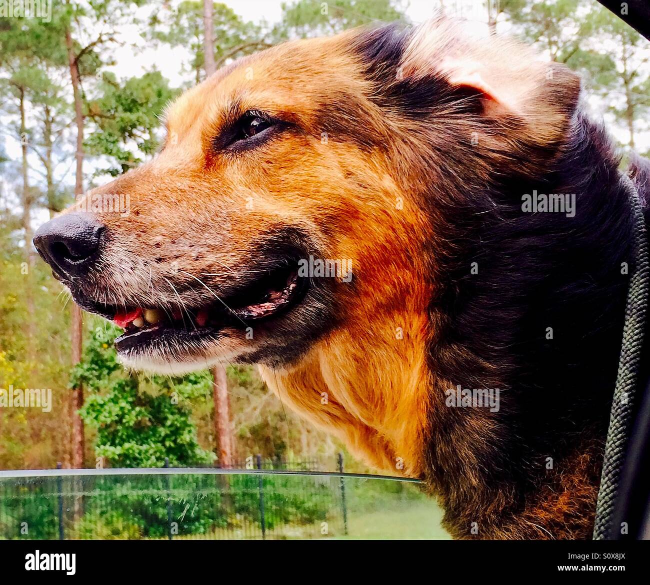 Un Happy dog equitazione in un auto con la testa fuori dal finestrino e orecchio turbinano nella brezza - Immagine stock catturata con smartphone
